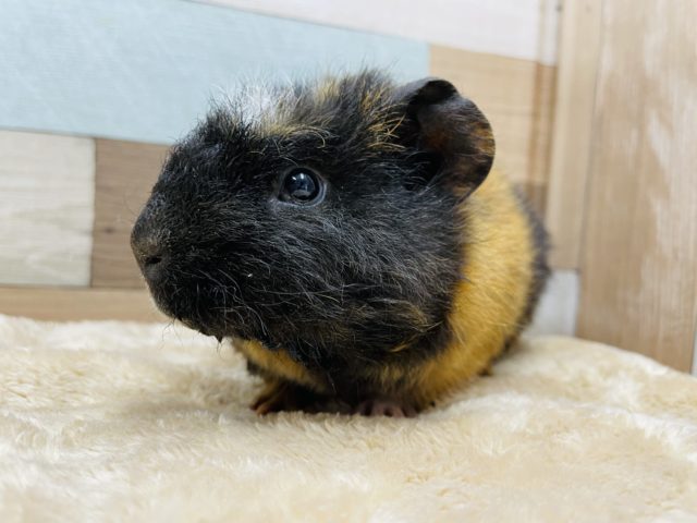 クレステッドモルモット