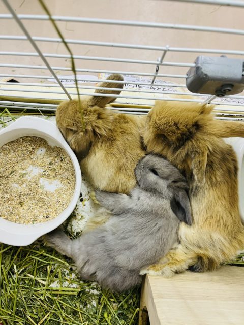 ホーランドロップ