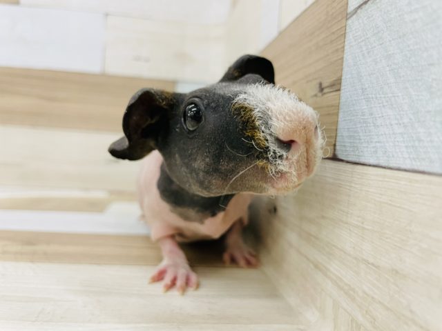 スキニーギニアピッグ