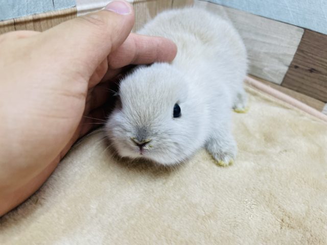 クリクリおめめが可愛いです☆ネザーランドドワーフのスクワーレルカラー! ネザーランドドワーフ