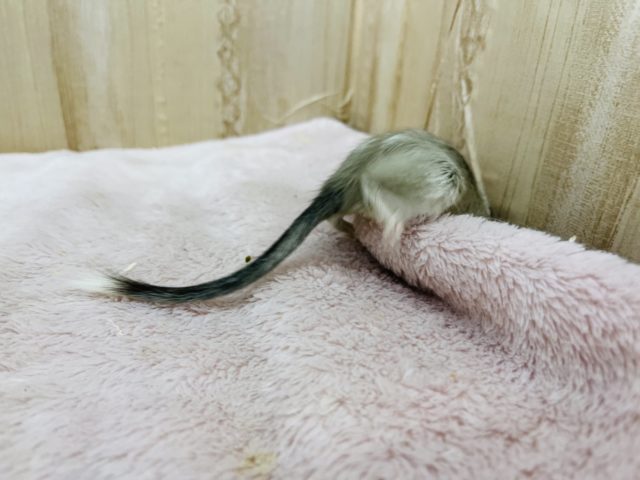 カラージャービル（スナネズミ）