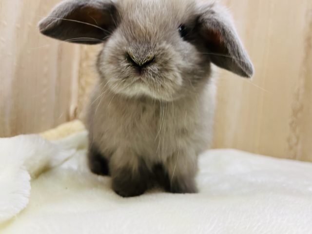 ホーランドロップ