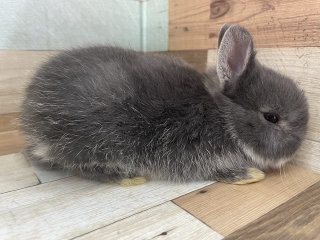 ネザーランドドワーフ