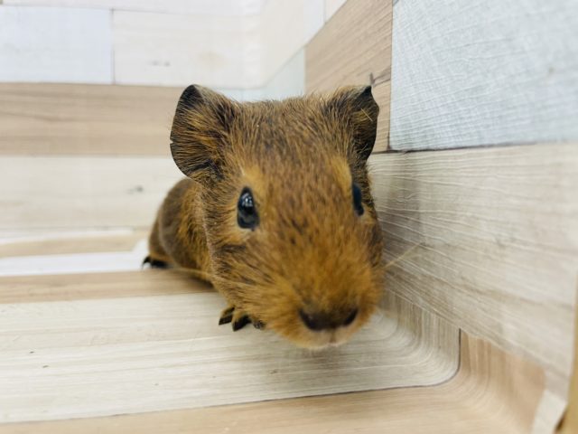 イングリッシュモルモット