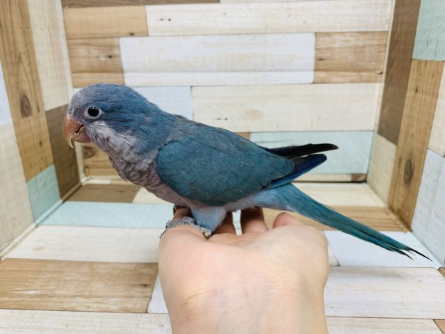 オキナインコ