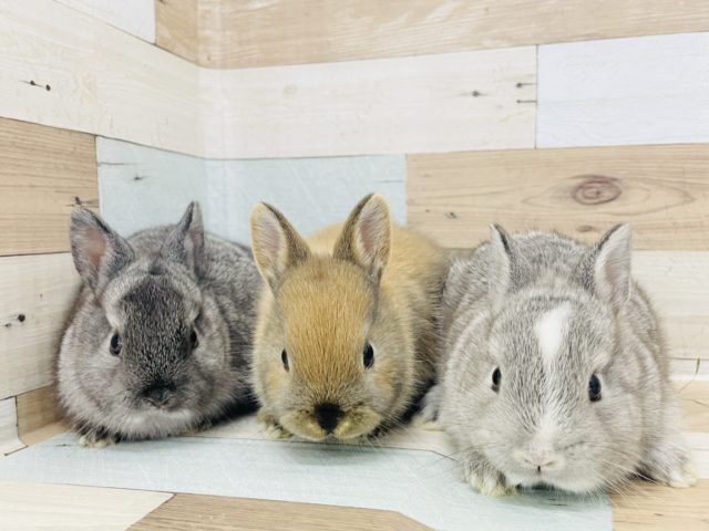 ミニウサギ