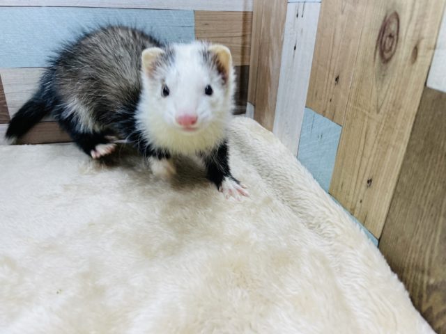 フェレット