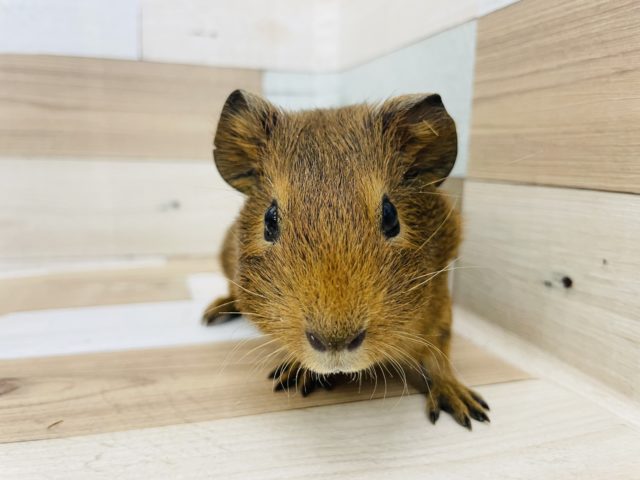 イングリッシュモルモット