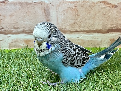 ジャンボセキセイインコ