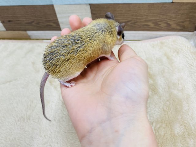 カイロトゲマウス