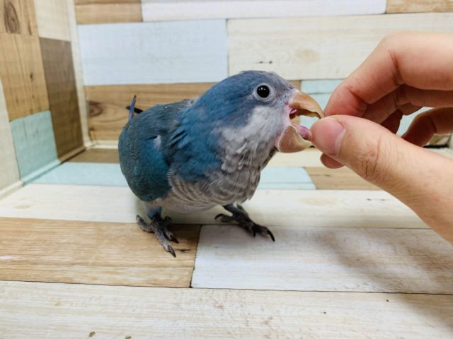 オキナインコ