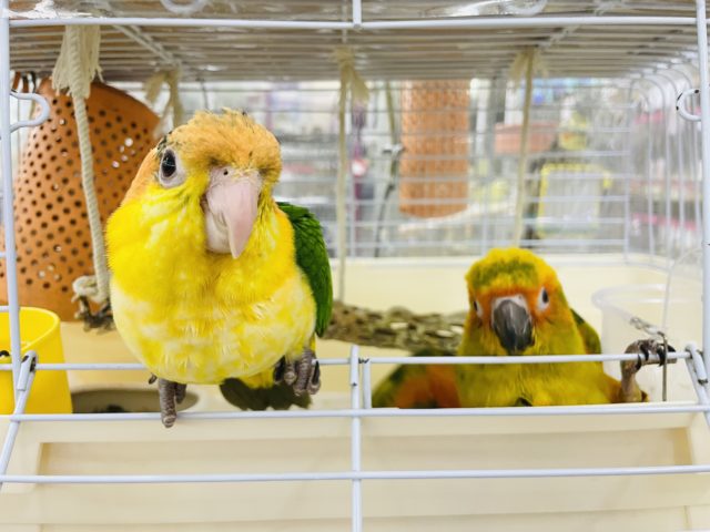 シロハラインコ