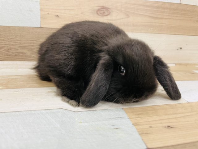 ホーランドロップ