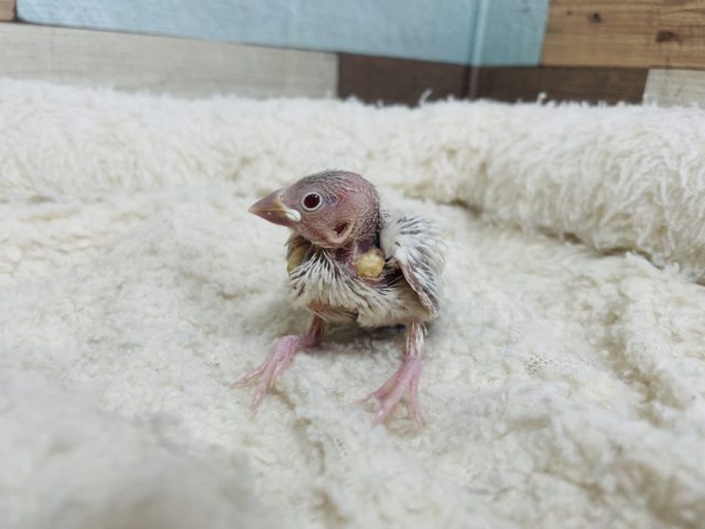 シルバーイノ文鳥