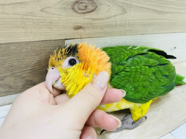 シロハラインコ
