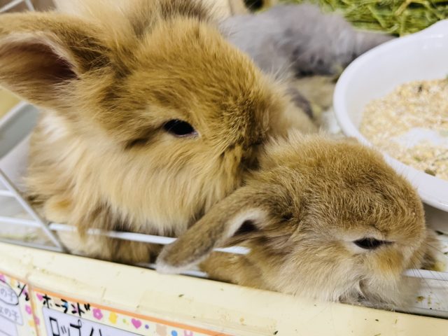 ロップイヤーラビット