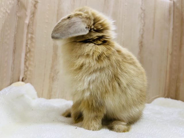 ホーランドロップ