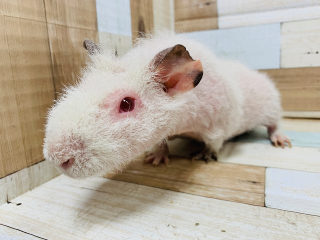 スキニーギニアピッグ