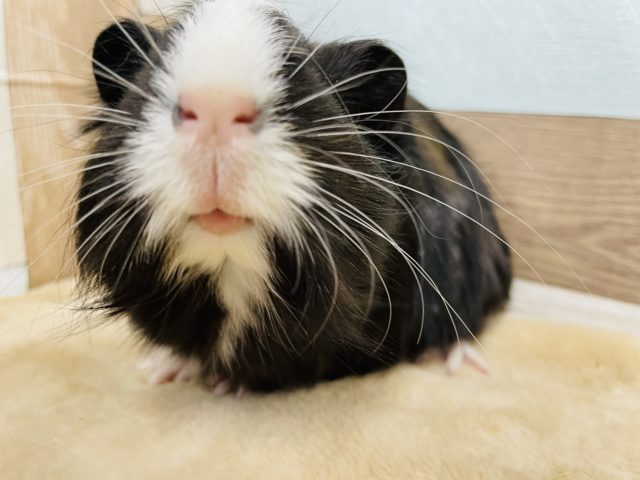 シェルティモルモット