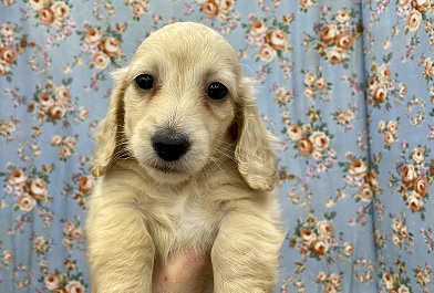 ミニチュアダックス