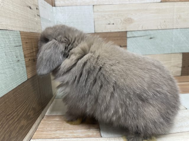 ホーランドロップ