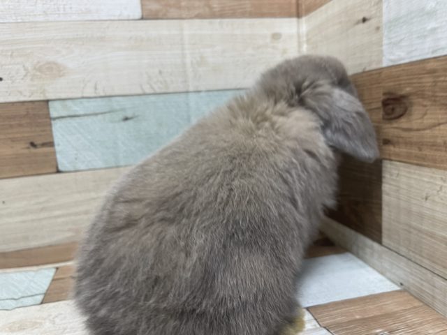 ホーランドロップ