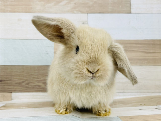 ホーランドロップ