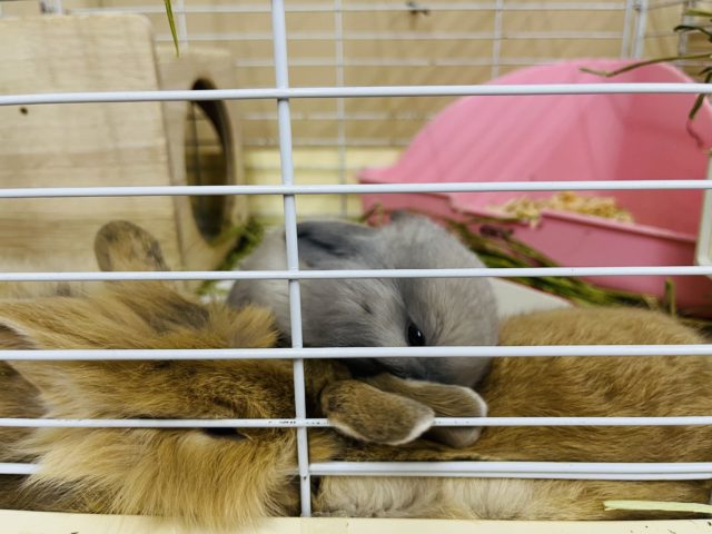 ホーランドロップ