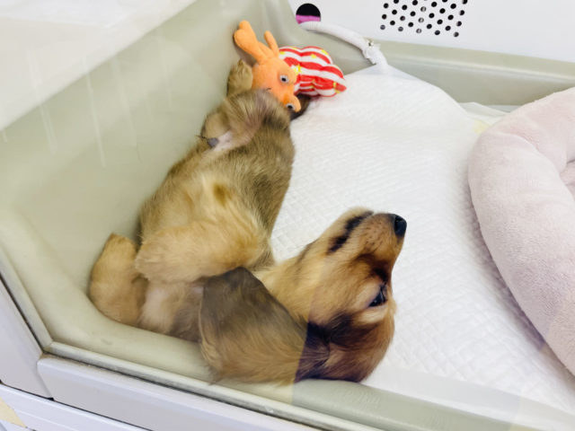 ミニチュアダックス