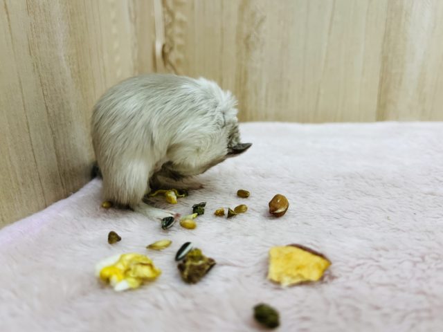 カラージャービル（スナネズミ）