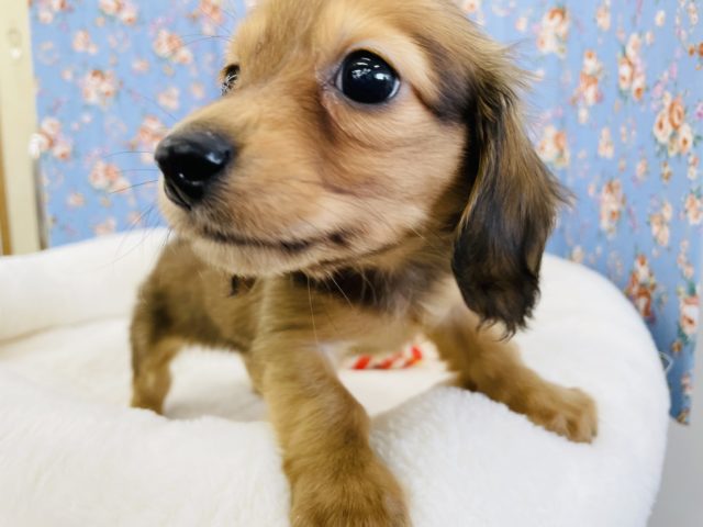 ミニチュアダックス