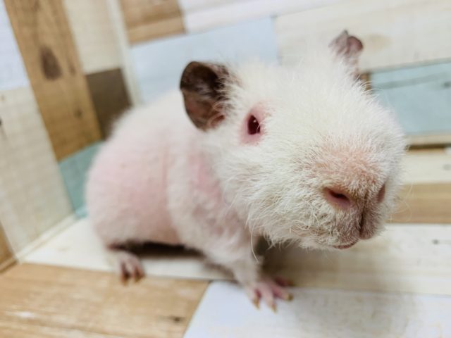 スキニーギニアピッグ
