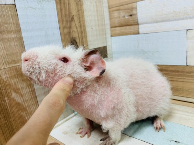 スキニーギニアピッグ