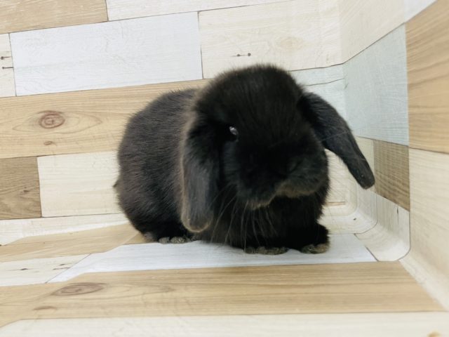 ホーランドロップ