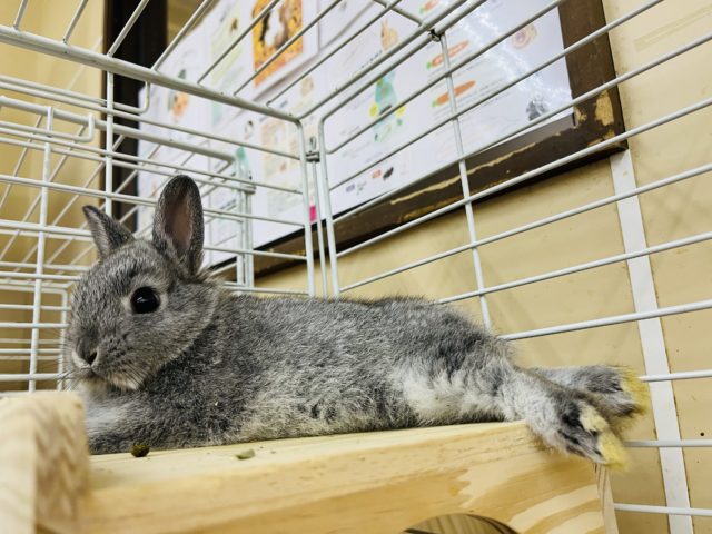 ネザーランドドワーフ