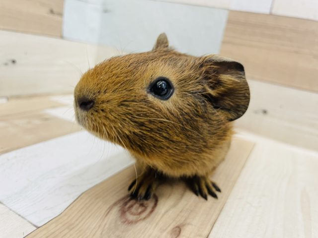 イングリッシュモルモット