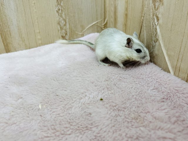 カラージャービル（スナネズミ）