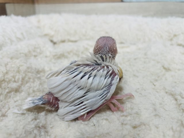 シルバーイノ文鳥