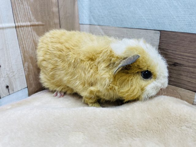 テッセルモルモット