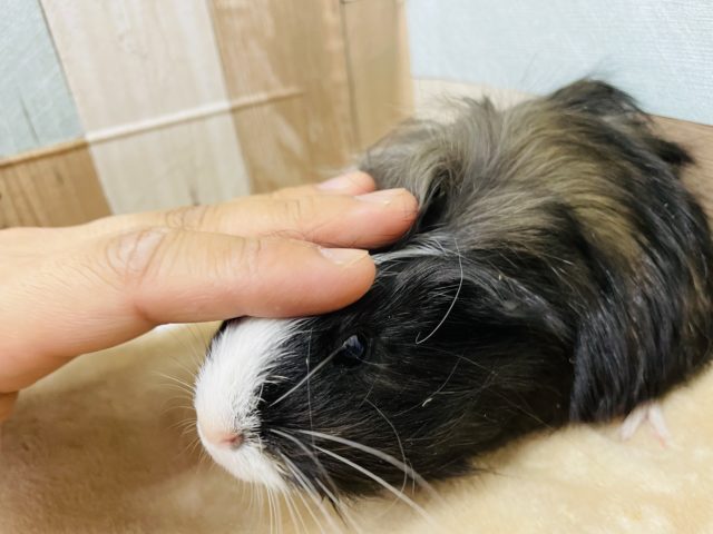 シェルティモルモット