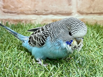 ジャンボセキセイインコ