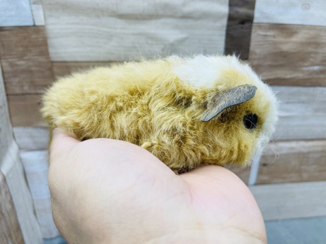 テッセルモルモット