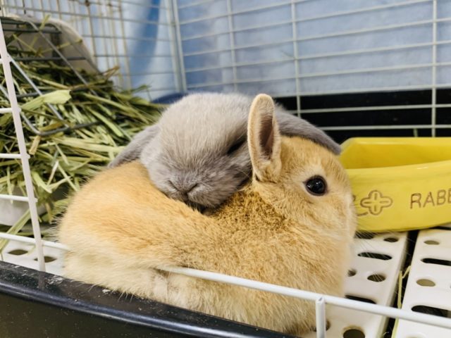 ネザーランドドワーフ