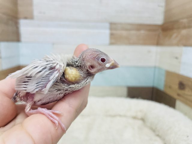 シルバーイノ文鳥