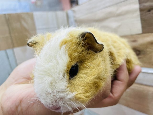 テッセルモルモット