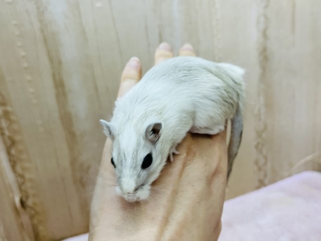 カラージャービル（スナネズミ）