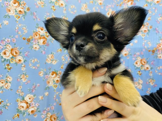 イケメンチワワ登場‼️‼️‼️ チワワ
