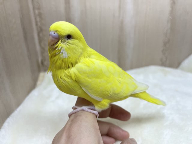 ジャンボセキセイインコ
