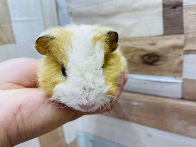 テッセルモルモット