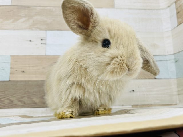 ホーランドロップ